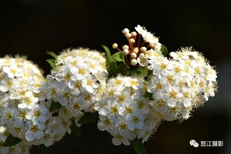 怒江游玩新去處，大密扣花開漫山野