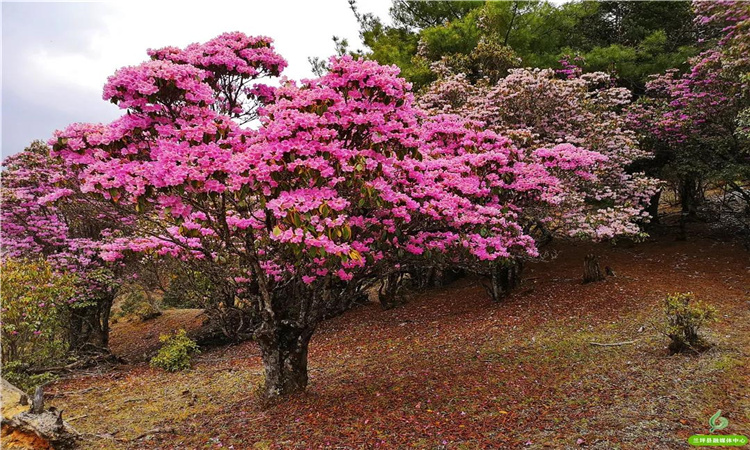 青巖山杜鵑花開漫山野 大美蘭坪等你來！