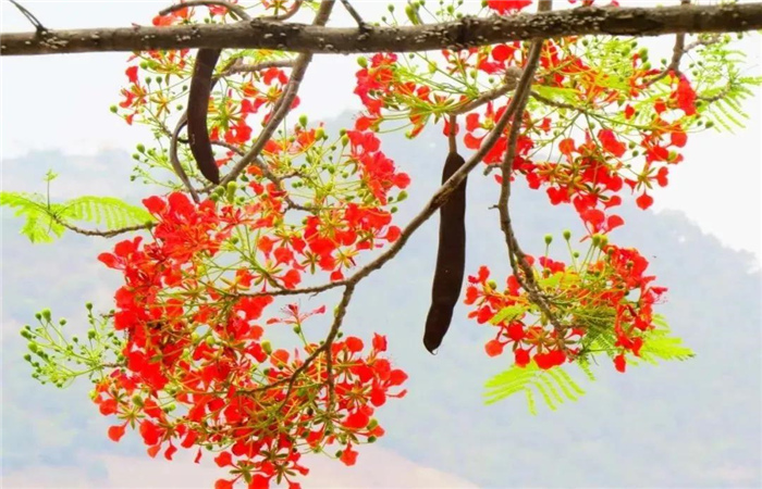怒江旅游 鳳凰花開紅似火，峽谷賞花正當(dāng)時