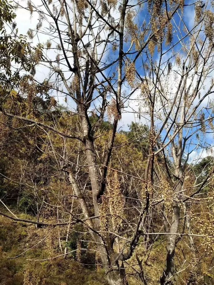 漆樹 漆樹